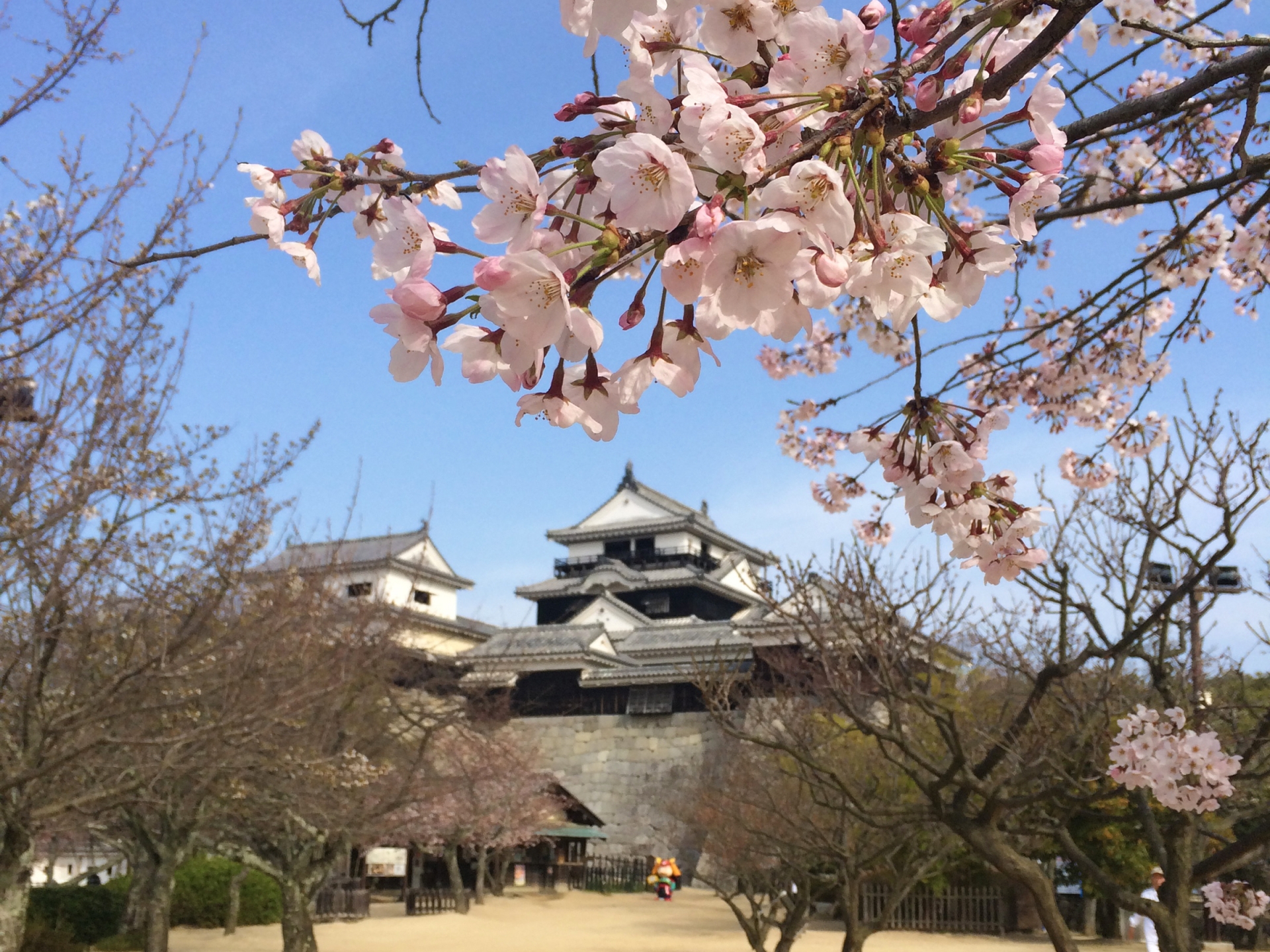 cherry blossom