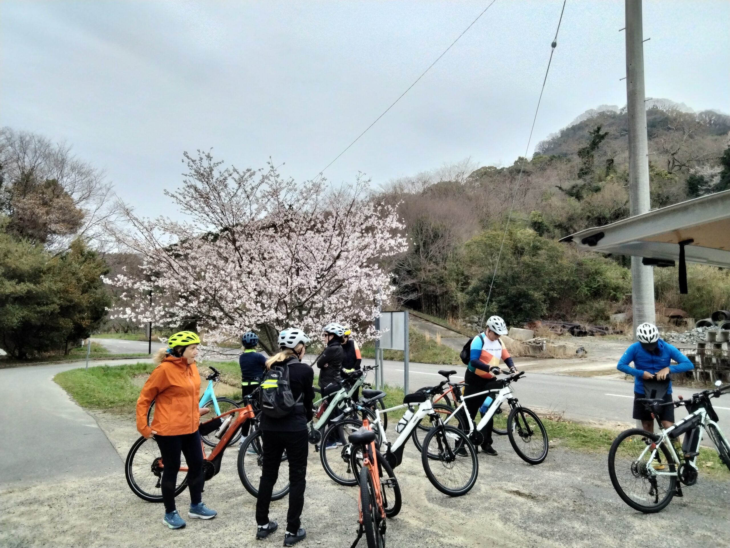 cherry blossom tour
