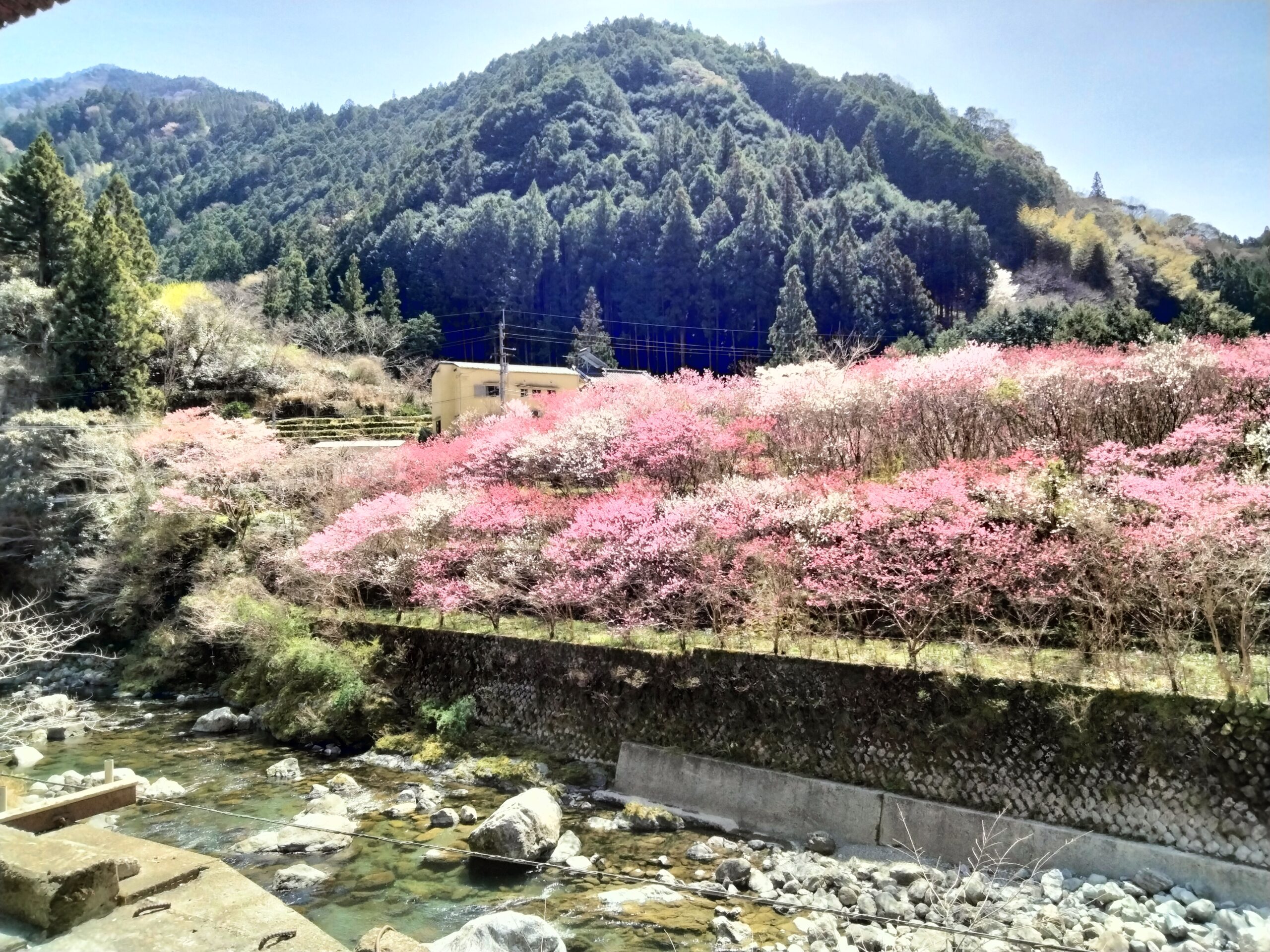 cherry blossom