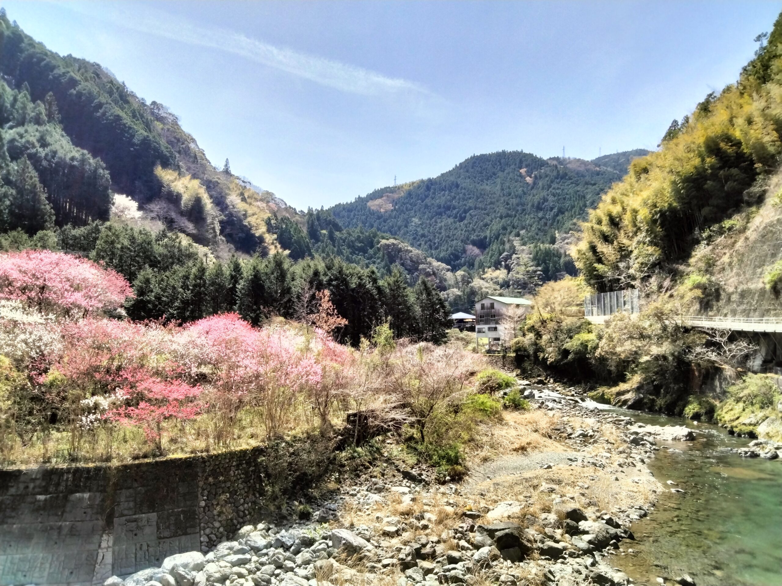 cherry blossom