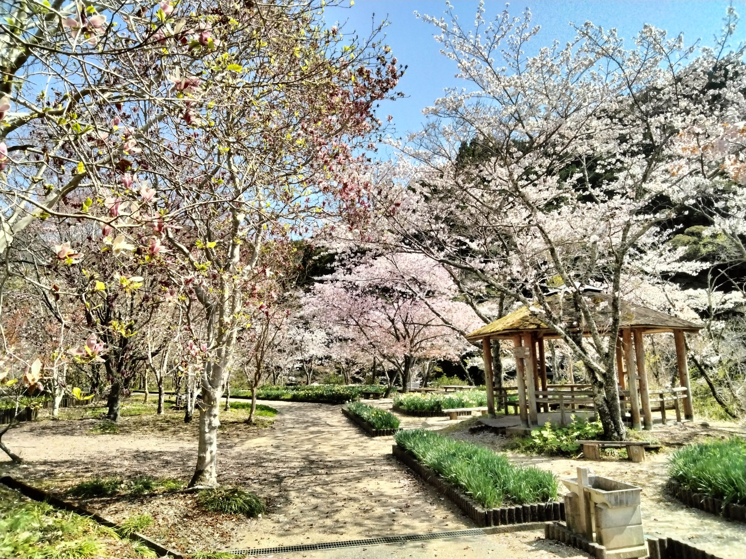 cherry blossom
