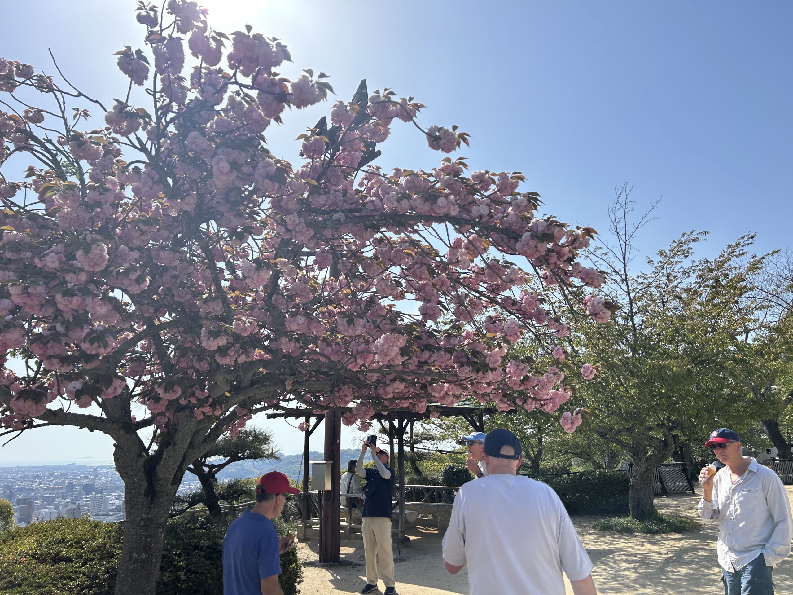 cherry blossom in castle