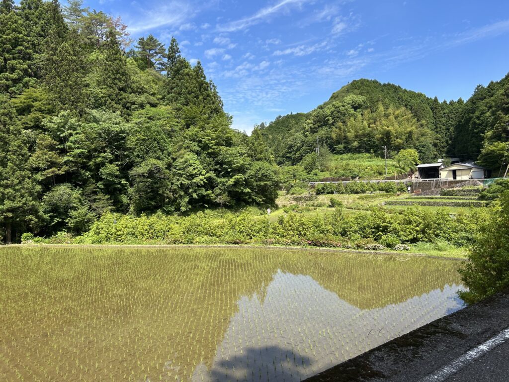 Rice field