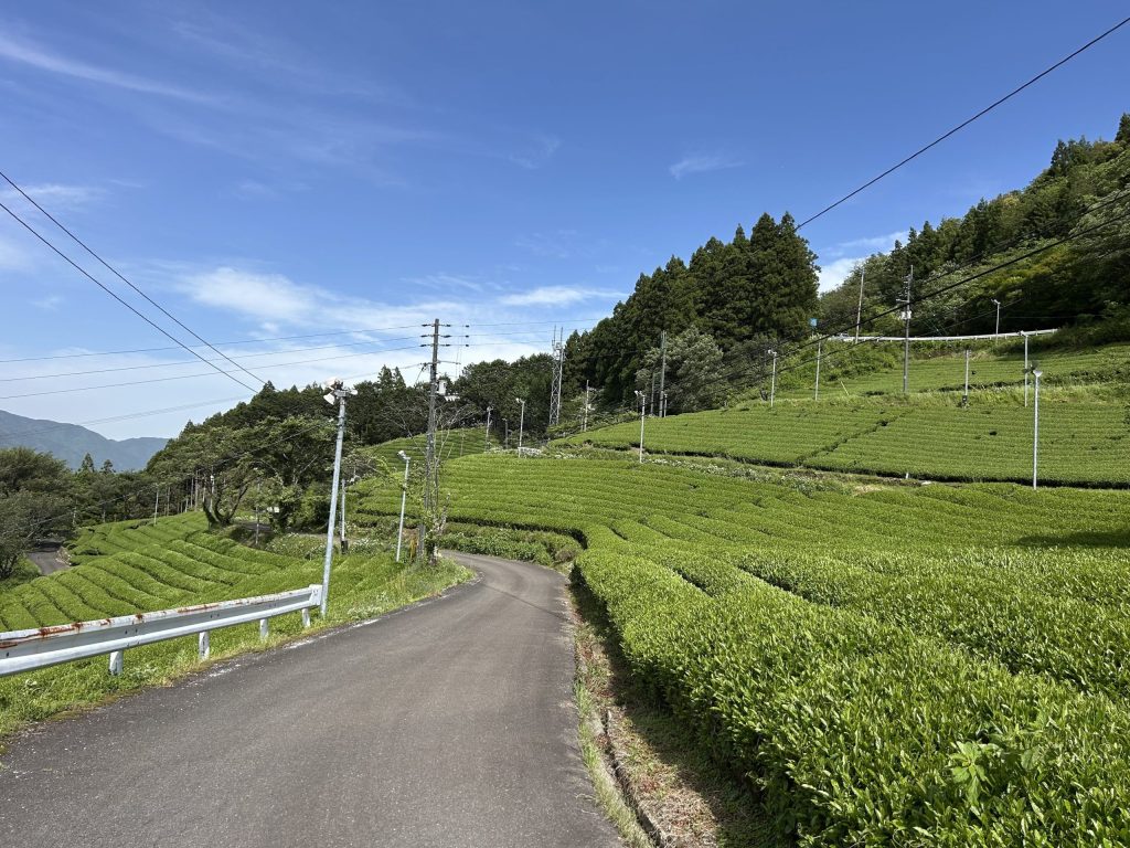 tea field in kochi